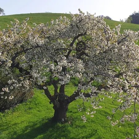 Apartment Schmotzle Uberlingen